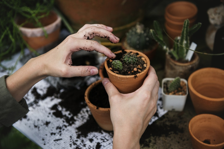 woman gardener planting shrubs
